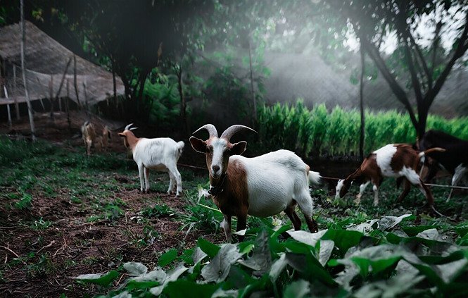 Goats in a garden